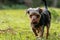 Cute little Australian terrier walking in the green field on a blurry background