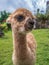 Cute little baby alpaca lama animal, llama