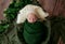 Cute little baby in a beanie hat lies in a wicker basket in a green blanket with green leaves and apples. Autumn mood.