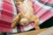 Cute little baby cat / kitty / kitten play on Folding beds