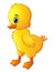 Cute little baby duck isolated on a white background