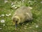 Cute little baby duckling is contemplating life in the grass.