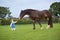 Cute little baby girl feeding big horse on ranch