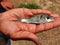 cute little baby indian catla carp fish seed in hand of a farmer