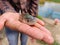 cute little baby indian catla carp fish seed in hand of a farmer