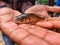 cute little baby indian catla carp fish seed in hand of a farmer