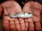 cute little baby indian catla carp fish seed in hand of a farmer