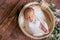 Cute little baby legs in a white blanket in a wicker basket decorated with branches of conifers and cotton on a wooden floor.