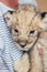 Cute little baby lion cubs in petting zoo. Beautiful furry small lion babies in volunteer`s hands. Save the wildlife