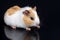 Cute little baby pet white brown guinea pig on the black background with reflections