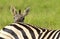 Cute little baby Plains Zebra peaking over the back of its mother, Kruger National Park.