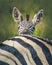 Cute little baby Plains Zebra peaking over its mother`s  back.