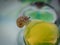 Cute little baby snail crawling on beautiful and colorful transparent marbles