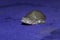 cute little baby turtle asian pond terrapin baby in blue background