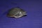 cute little baby turtle asian pond terrapin baby in blue background