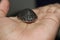 cute little baby turtle in hand asian pond terrapin baby in hand