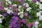 Cute little Bacopa flowers. Flowers close-up of lilac, pink and white