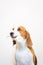 Cute Little beagle dog studio portrait - hold flower on the mouth