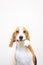 Cute Little beagle dog studio portrait - hold flower on the mouth