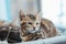 Cute little bengal kitty cat laying on the cat`s window bed watching on the room