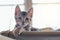 Cute little bengal kitty cat laying on the cat`s window bed watching on the room