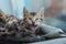 Cute little bengal kitty cat laying on the cat`s window bed watching on the room and yawning