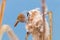 Cute little bird, Bearded tit, male Bearded reedling panurus biarmicus