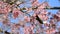 Cute little bird eating nectar of cherry blossom tree