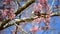 Cute little bird eating nectar of cherry blossom tree