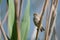 Cute little bird European penduline tit sits on a reed