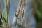 Cute little bird European penduline tit sits on a reed
