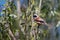 Cute little bird European penduline tit sits on a tree twig