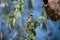 Cute little bird European penduline tit sits on a tree twig next to the nest