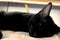 Cute little black kitten sleeps on fur carpet. Image of adorable black cat basking on warm bed