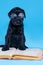 Cute little black Mittel Schnauzer breed puppy wearing eyeglasses sits with open book like reading it.