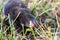 Cute little black mole talpa europaea in the green grass of a meadow, field or garden searching for a place for digging