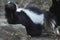 Cute Little Black Nose on a Skunk Sniffing the Air