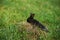 Cute little black rabbit sits in green grass outdoor