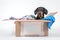 Cute little black and tan dachshund sit and digs in a large cardboard box with clothes. Very busy pet at home. Concept