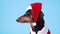 .Cute little black and tan dachshund wearing funny Santa Claus costume sits on blue background and slowly turns its head from side