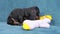Cute little black and tan puppy dachshund plays with soft toy duck, poking it with nose and biting, sitting on blue sofa