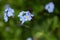 Cute little blue flowers in the forest and fly on top