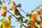 Cute little Blue tit bird perched on a vibrant yellow California Glory plant, with a clear blue sky