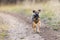 Cute little border terrier puppy running away