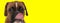 Cute little boxer dog on yellow background licking nose