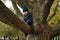 A cute little boy in a blue warm jacket and knit beanie sitting on the branch of big tree. He is afraid to fall down. Image with s