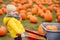 Cute little boy choosing organic squash on agricultural farm at autumn