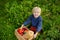 Cute little boy enjoy organic harvest in domestic garden. Healthy food for kid