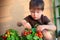 Cute little boy gather homegrown cherry tomatoes