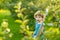 Cute little boy helping to harvest apples in apple tree orchard in summer day. Child picking fruits in a garden. Fresh healthy